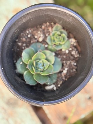 Piantine Grasse da Collezione (Aloe e Aeonium)⁠
