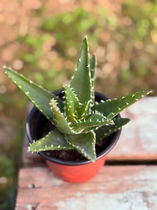 Piantine Grasse da Collezione (Aloe e Aeonium)⁠