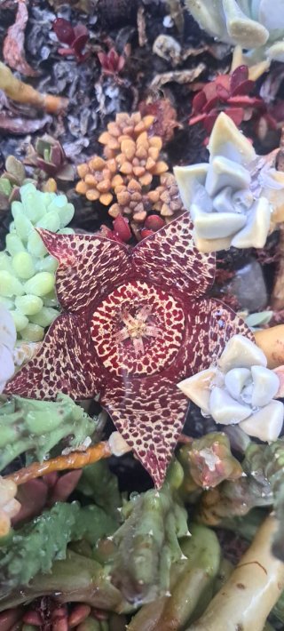 Semillas Stapelia Variegata