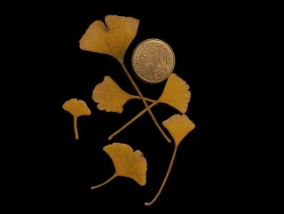 Pre-bonsái Ginkgo Biloba variedad Chichí Icho
