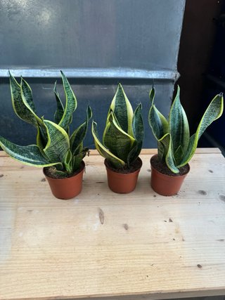 Sansevieria Planta de Interior