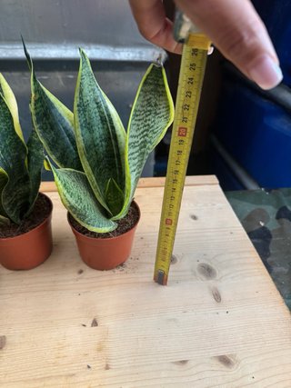 Sansevieria Planta de Interior