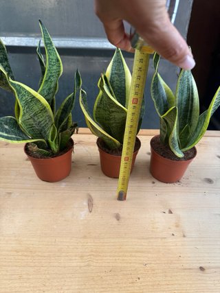 Sansevieria Planta de Interior