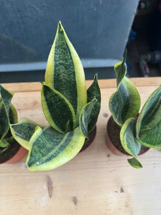 Sansevieria Planta de Interior