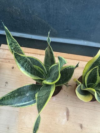 Sansevieria Planta de Interior