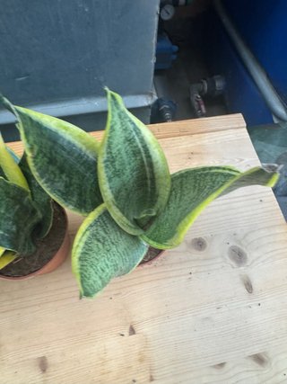 Sansevieria Planta de Interior