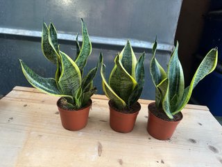 Sansevieria Planta de Interior