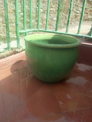 Maceta