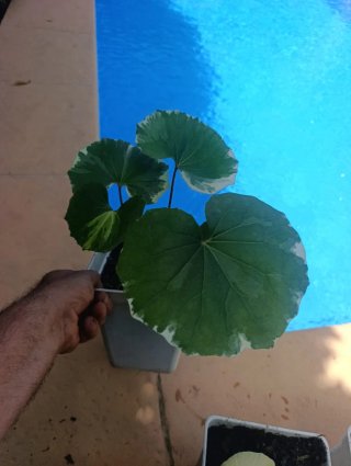 Planta Boina Variegata