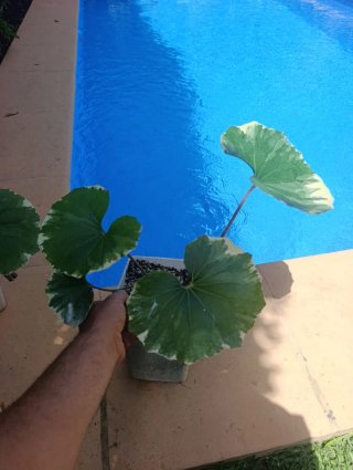 Planta Boina Variegata