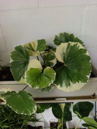 Planta Boina Variegata