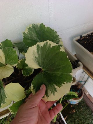 Planta Boina Variegata