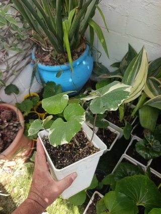 Planta Boina Variegata