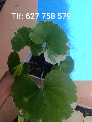 Planta Boina Variegata