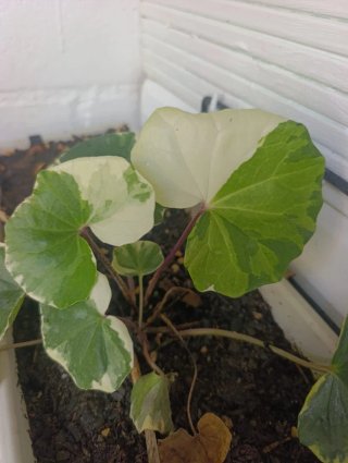 Planta Boina Variegata