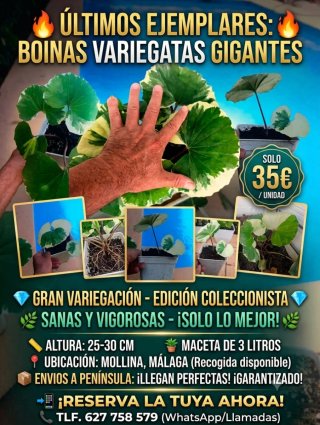 Planta Boina Variegata