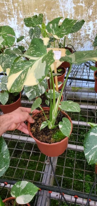 Monstera thai, Para Rosa