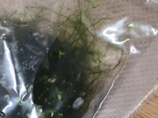 Lote plantas acuario xl