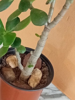 Pre-Bonsái Árbol de Jade (Tronco Bifurcado)
