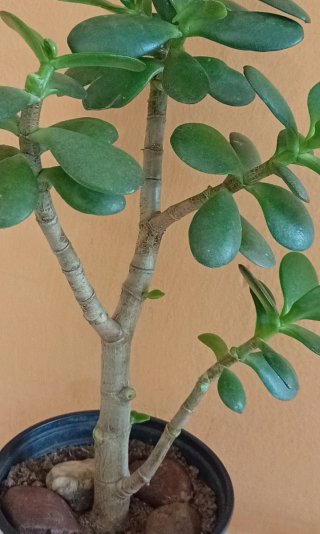 Pre-Bonsái Árbol de Jade (Tronco Bifurcado)