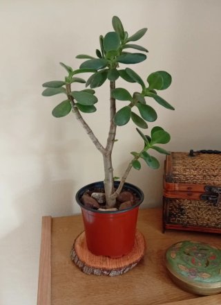 Pre-Bonsái Árbol de Jade (Tronco Bifurcado)
