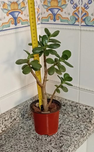 Pre-Bonsái Árbol de Jade (Tronco Bifurcado)