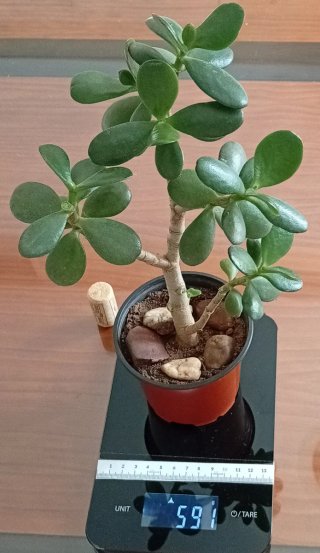 Pre-Bonsái Árbol de Jade (Tronco Bifurcado)