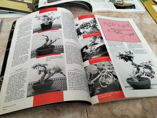 Lote Revistas Bonsai: Guías Prácticas