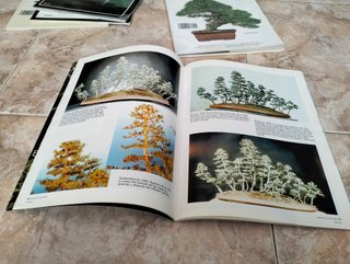 Lote Revistas Bonsai: Guías Prácticas