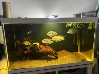 Acuario