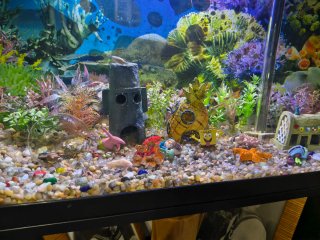 Acuario completo con decoración