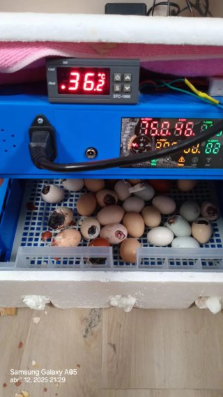Incubadora de huevos STC-1000