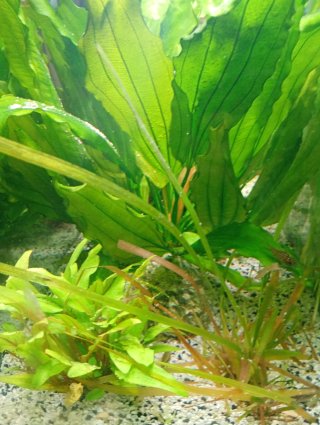 Acuario 96L con plantas y filtro