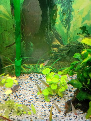 Acuario 96L con plantas y filtro