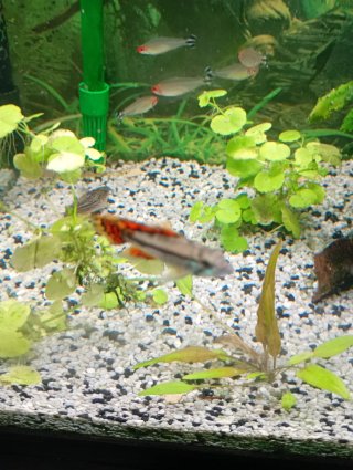 Acuario 96L con plantas y filtro