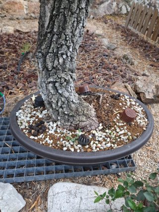 Bonsái Quercus faginea (Yamadori)
