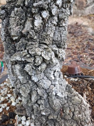 Bonsái Quercus faginea (Yamadori)