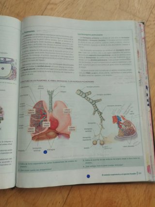 Anatomía aplicada