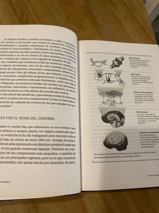 El cerebro