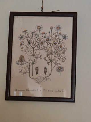 Quadro antico erba camomilla