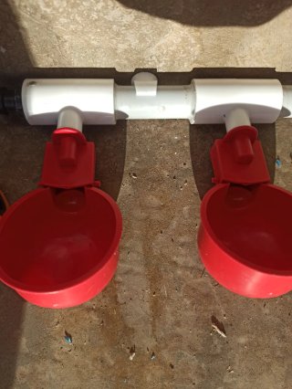 Bebedero Automático para Gallinas