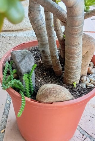 Mini paisaje Árbol de Jade estilo bosque