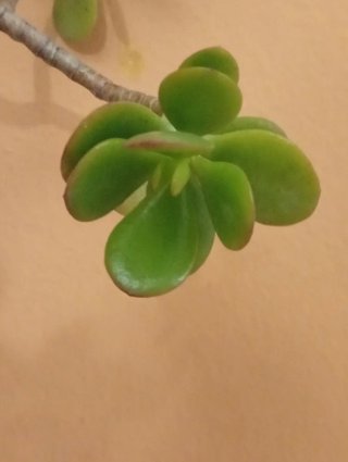 Mini paisaje Árbol de Jade estilo bosque