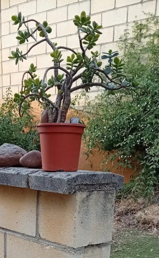 Mini paisaje Árbol de Jade estilo bosque