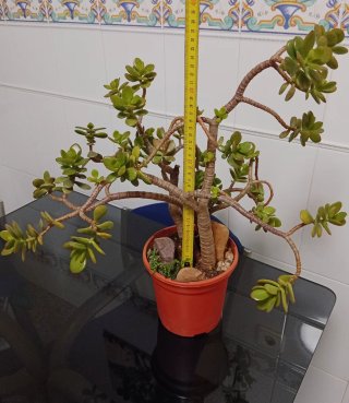 Mini paisaje Árbol de Jade estilo bosque