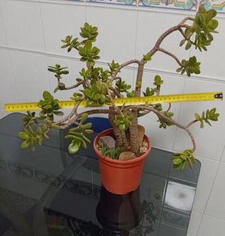 Mini paisaje Árbol de Jade estilo bosque