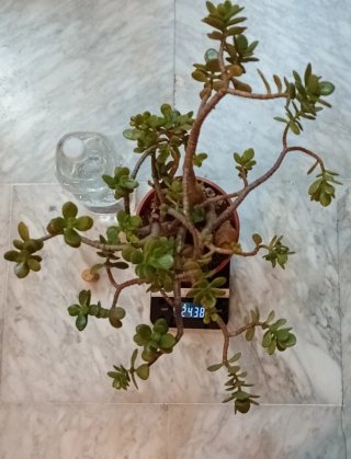 Mini paisaje Árbol de Jade estilo bosque