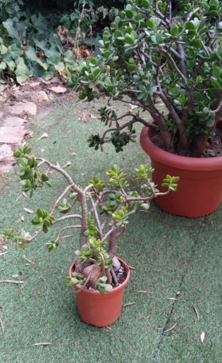 Mini paisaje Árbol de Jade estilo bosque