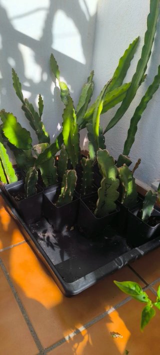 Pitahaya Roberto