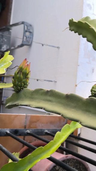 Pitahaya Roberto